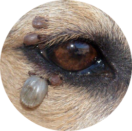 Krupan plan oka psa koji ima lajmsku bolest