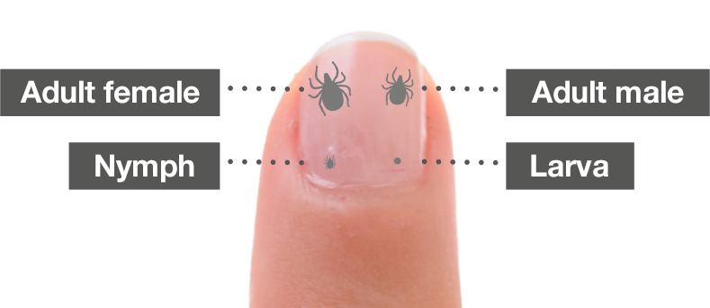 Krupan plan nokta koji pokazuje veličinu odrasle ženke i odraslog mužjaka krpelja, nimfe i larve
