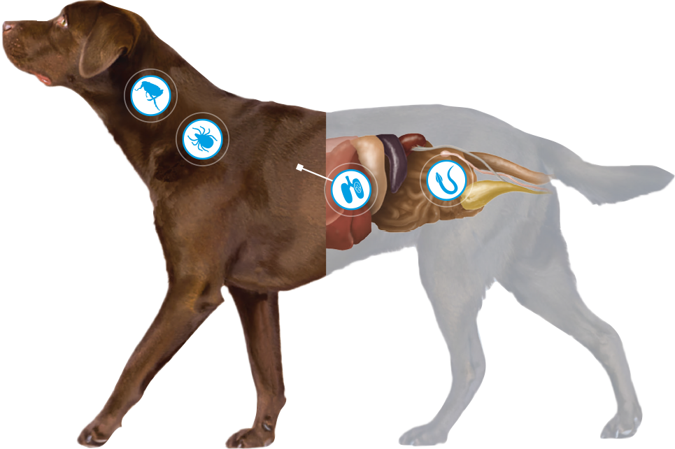 Image of a dog with icons indicating that fleas and ticks affect the outside of the dog and lungworm and roundworm affect the inside of the dog.
